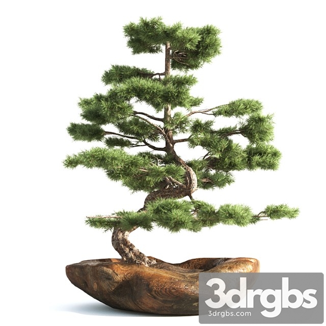 Bonsai03 - thumbnail 1