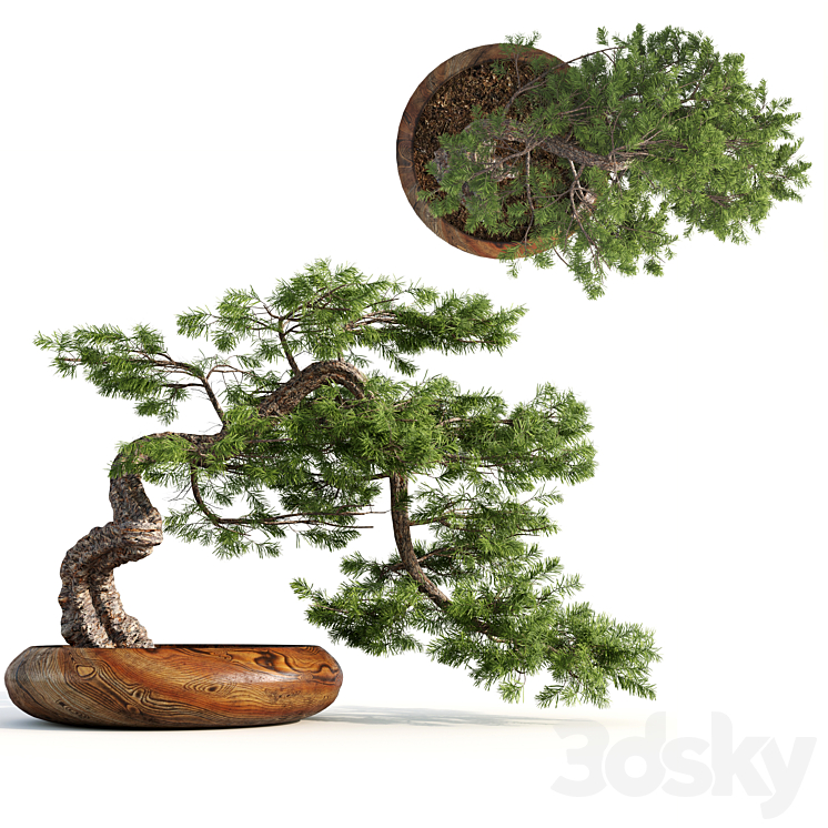 bonsai04 3DS Max - thumbnail 1