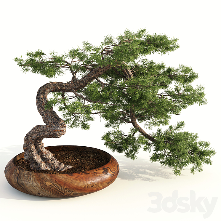 bonsai04 3DS Max - thumbnail 2