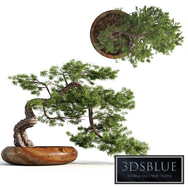 bonsai04 3DS Max - thumbnail 3