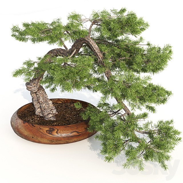 bonsai04 3DSMax File - thumbnail 3