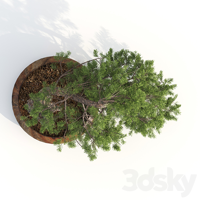 bonsai04 3DSMax File - thumbnail 4