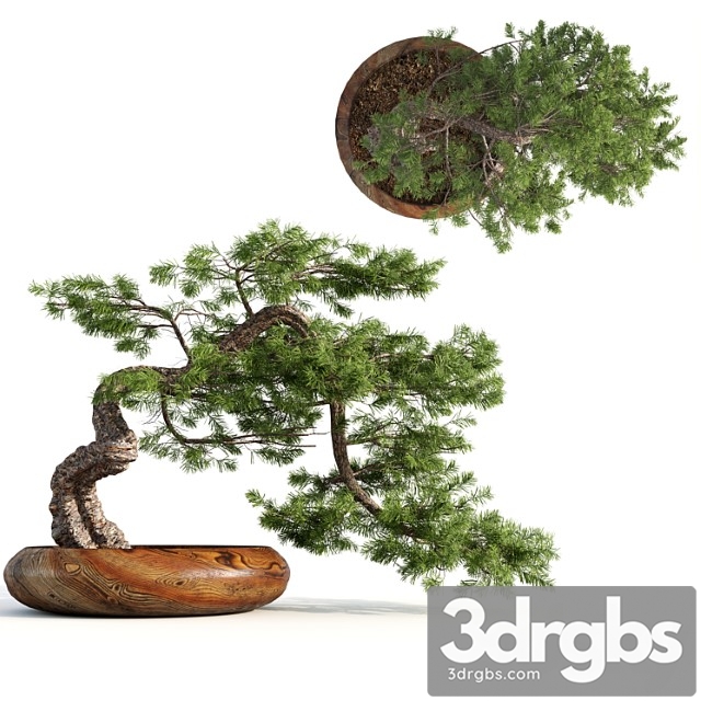 Bonsai04 - thumbnail 1