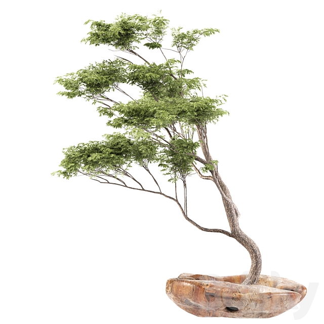 bonsai5 3DS Max Model - thumbnail 2