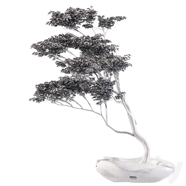 bonsai5 3DS Max Model - thumbnail 3