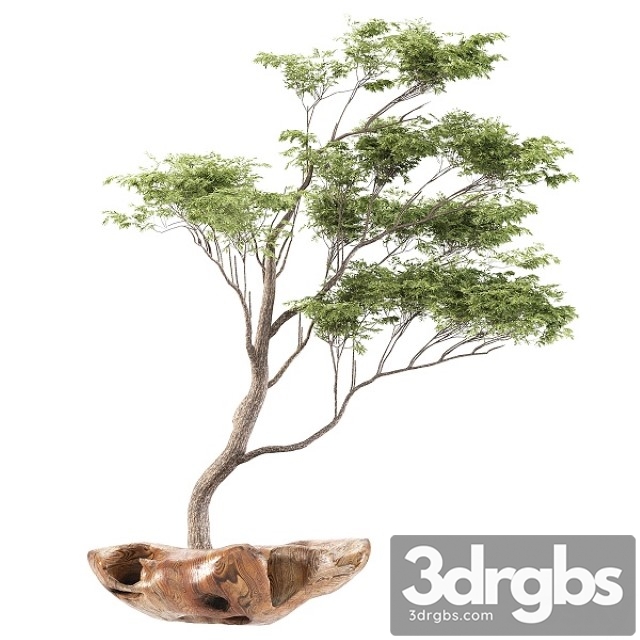 Bonsai5 3dsmax Download - thumbnail 1