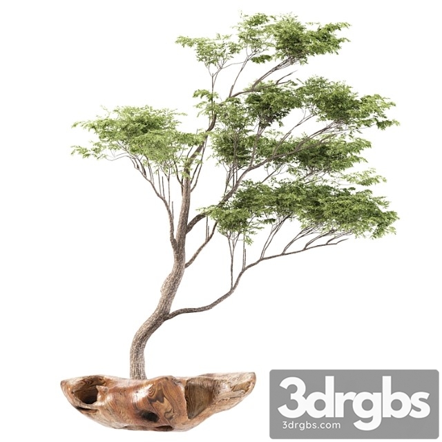 Bonsai5 - thumbnail 1