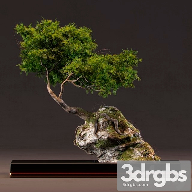 Bonsai_222 - thumbnail 1