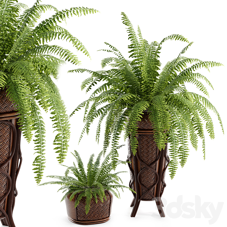 Boston Fern 3DS Max Model - thumbnail 1