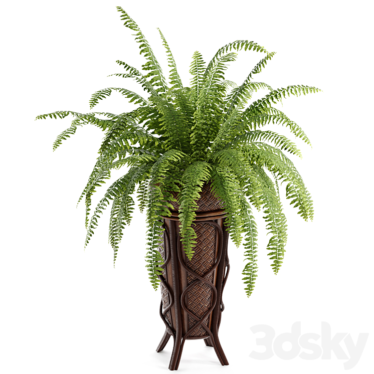 Boston Fern 3DS Max Model - thumbnail 2