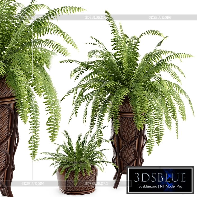 Boston Fern 3DS Max - thumbnail 3