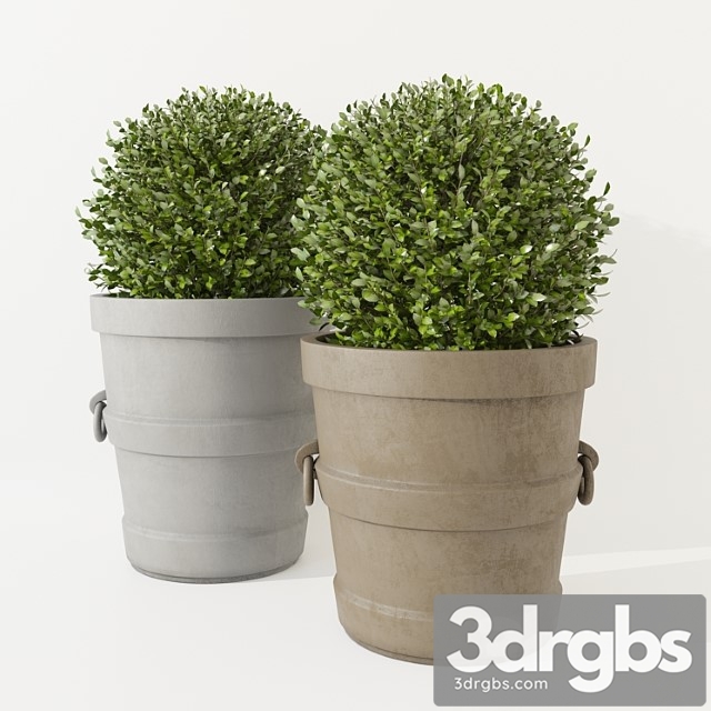 Boxwood In Pots Restoration Hardware 3dsmax Download - thumbnail 1