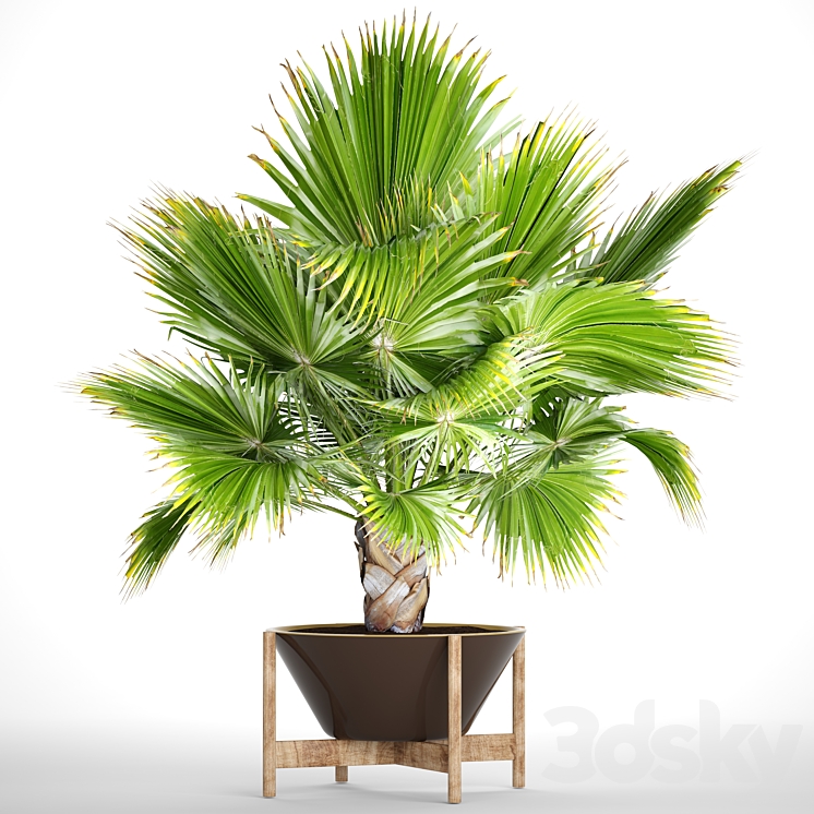 Brahea edulis 2. fan palm brachea bismarckia palm tree in a flowerpot pot decorative outdoor blue palm 3DS Max - thumbnail 1