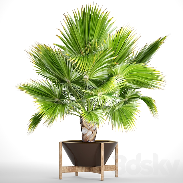 Brahea edulis 2. fan palm. brachea. bismarckia. palm tree in a flowerpot. pot. decorative. outdoor. blue palm 3DSMax File - thumbnail 1