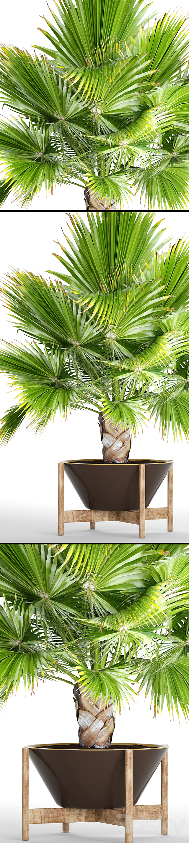 Brahea edulis 2. fan palm. brachea. bismarckia. palm tree in a flowerpot. pot. decorative. outdoor. blue palm 3DSMax File - thumbnail 2