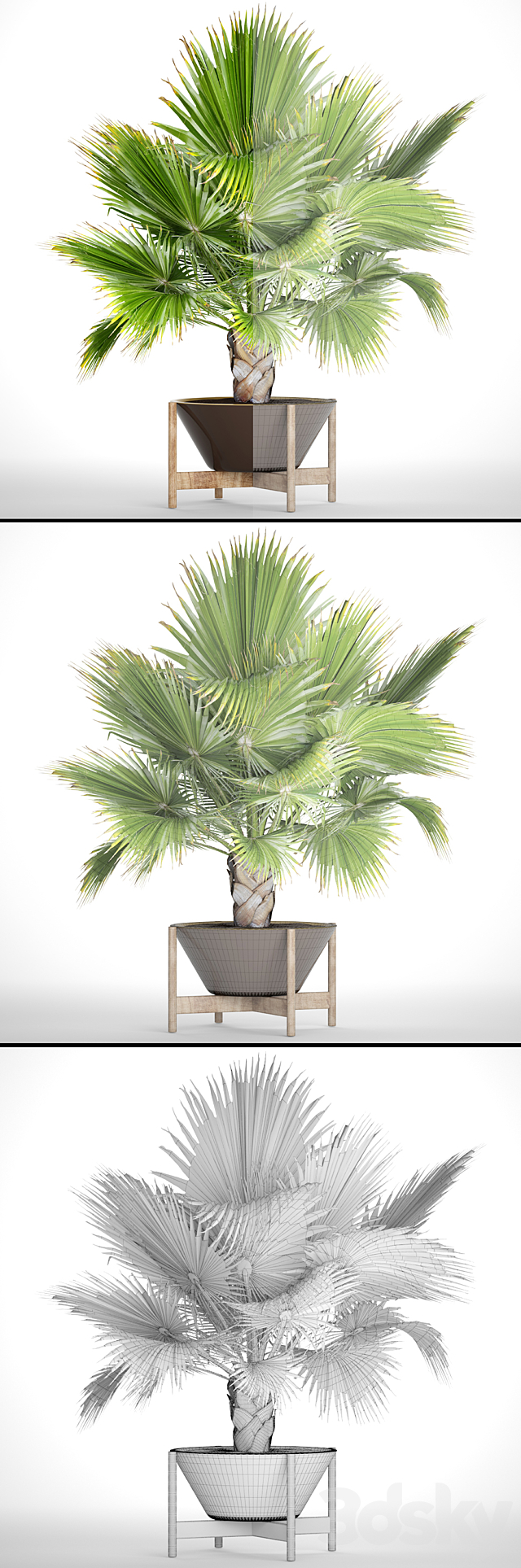 Brahea edulis 2. fan palm. brachea. bismarckia. palm tree in a flowerpot. pot. decorative. outdoor. blue palm 3DSMax File - thumbnail 3