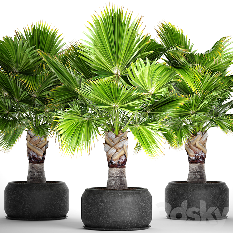 Brahea edulis. Brachea fan palm decorative outdoor indoor black pot flowerpot 3DS Max - thumbnail 1