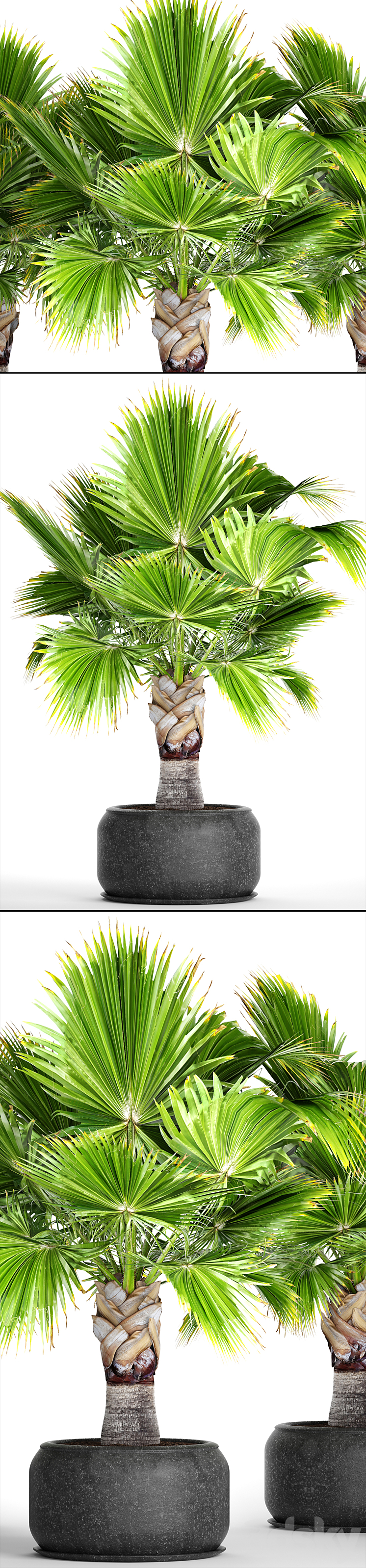 Brahea edulis. Brachea fan palm decorative outdoor indoor black pot flowerpot 3DS Max - thumbnail 2