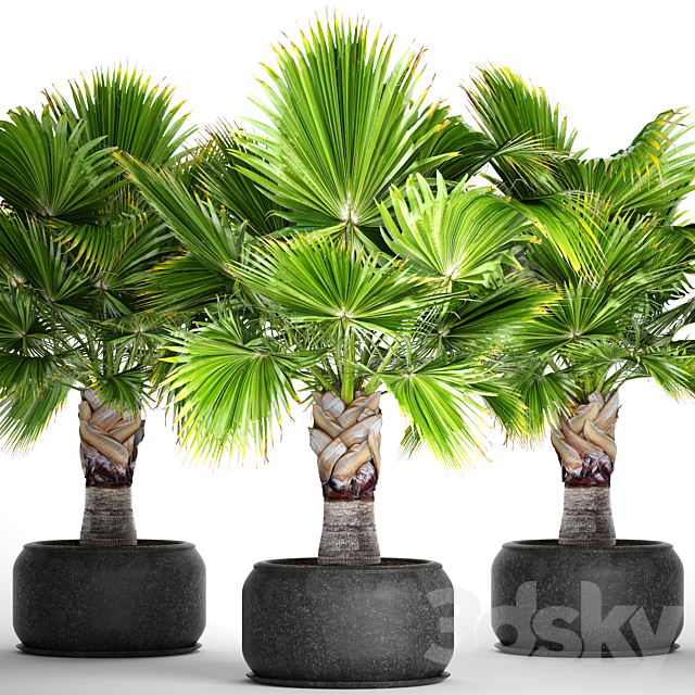 Brahea edulis. Brachea. fan palm. decorative. outdoor. indoor. black pot. flowerpot 3DSMax File - thumbnail 1