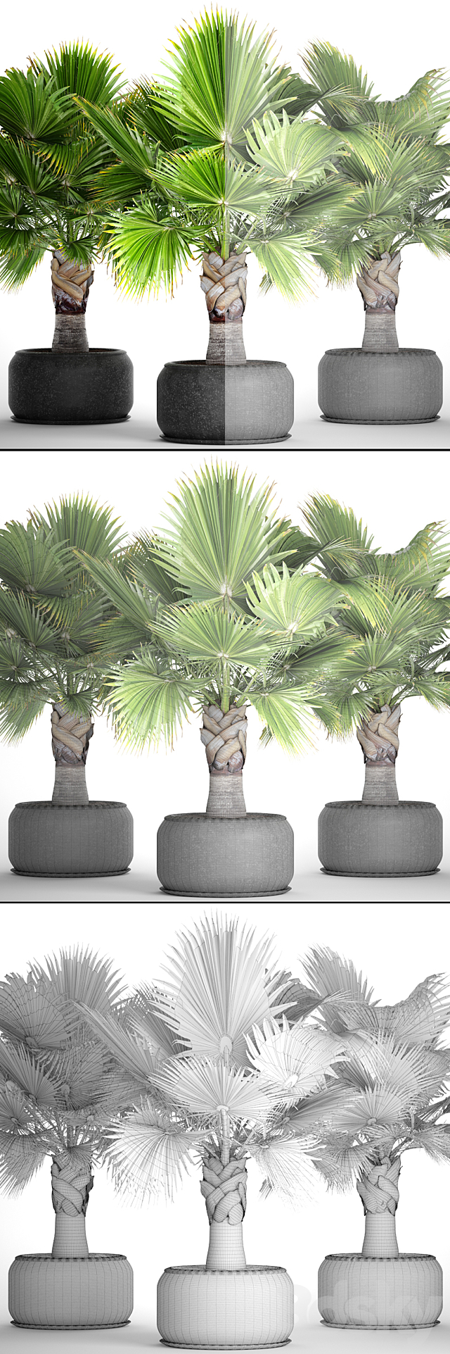 Brahea edulis. Brachea. fan palm. decorative. outdoor. indoor. black pot. flowerpot 3DSMax File - thumbnail 3