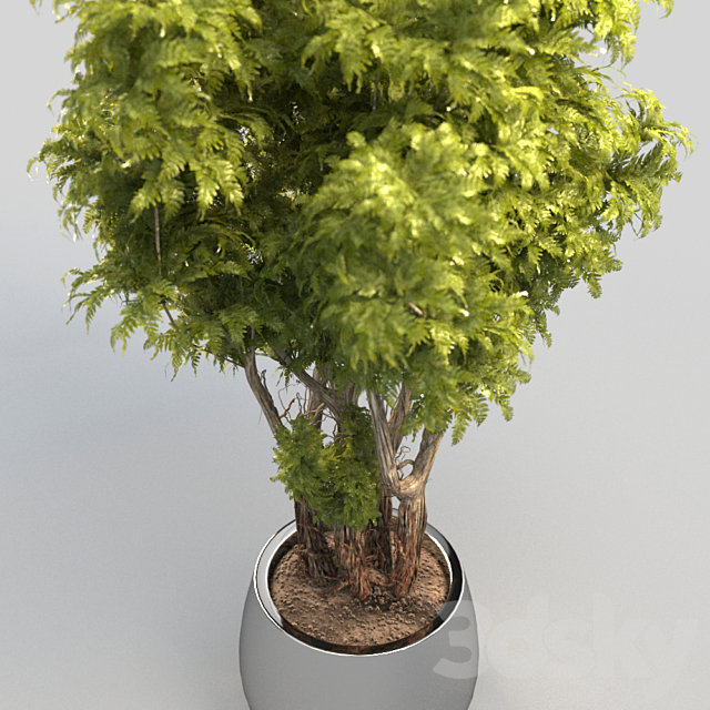 Bush in a pot 3DS Max Model - thumbnail 3