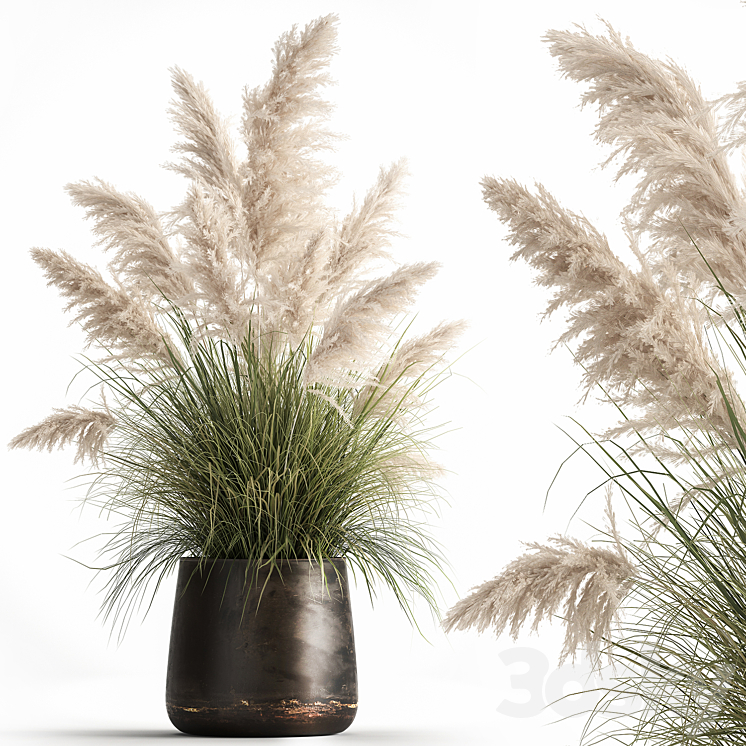 Bush white pampas grass in a street rusty metal pot white reed Cortaderia.  1032. 3DS Max Model - thumbnail 1