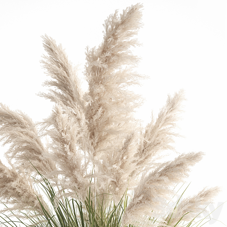 Bush white pampas grass in a street rusty metal pot white reed Cortaderia.  1032. 3DS Max Model - thumbnail 2
