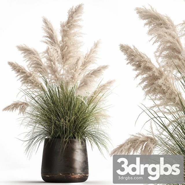 Bush white pampas grass in a street rusty metal pot, white reed, cortaderia. 1032. - thumbnail 1