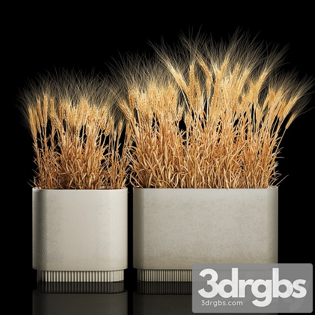 Bushes of Dry Wheat Ears in Flower Pots Suhotsvet Eco Table Collection of Plants 1204 3dsmax Download - thumbnail 1