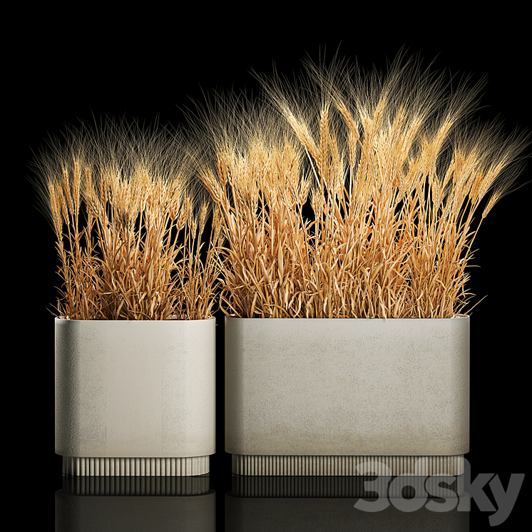 Bushes of spikelets of dry wheat in flowerpots dried flowers eco style. Plant collection 1204 3DS Max Model - thumbnail 1