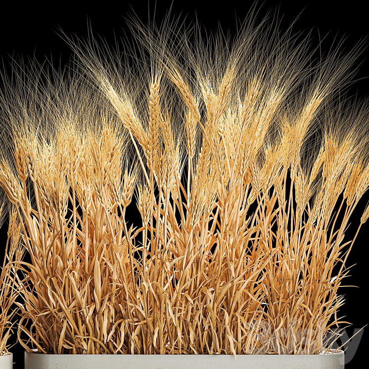 Bushes of spikelets of dry wheat in flowerpots dried flowers eco style. Plant collection 1204 3DS Max - thumbnail 2