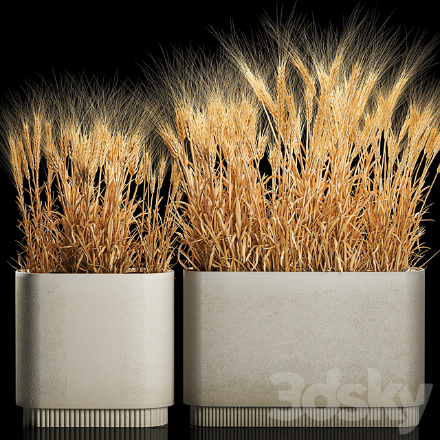 Bushes of spikelets of dry wheat in flowerpots dried flowers eco style. Plant collection 1204 3DS Max Model - thumbnail 3