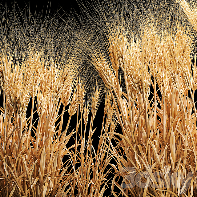 Bushes of spikelets of dry wheat in flowerpots dried flowers eco style. Plant collection 1204 3DS Max Model - thumbnail 4