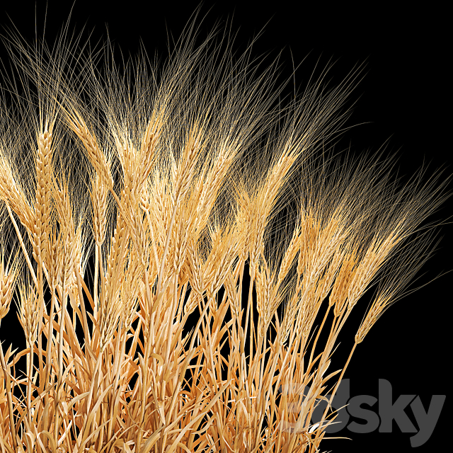 Bushes of spikelets of dry wheat in flowerpots dried flowers eco style. Plant collection 1204 3DS Max Model - thumbnail 5