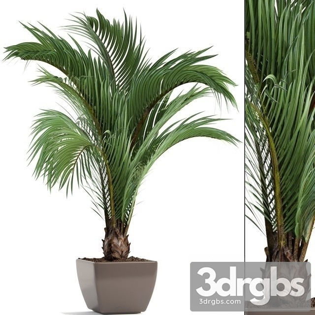 Butia Capitata 3dsmax Download - thumbnail 1