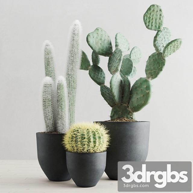 Cacti in concrete pots - thumbnail 1