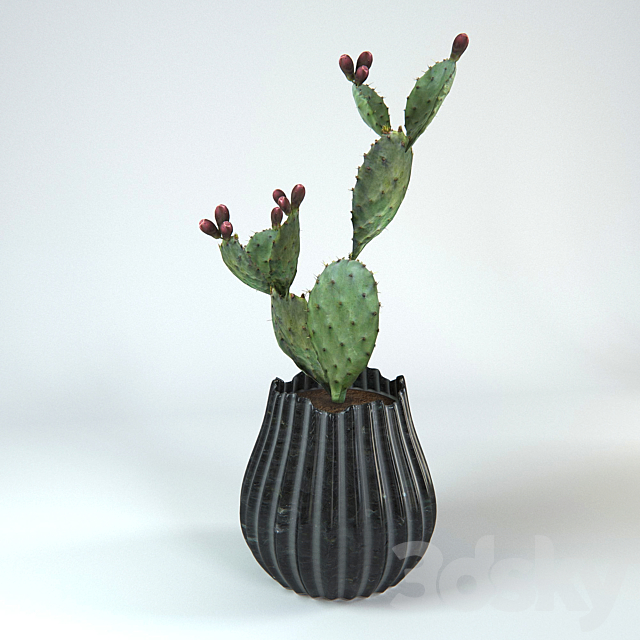 Cactus 3DSMax File - thumbnail 1