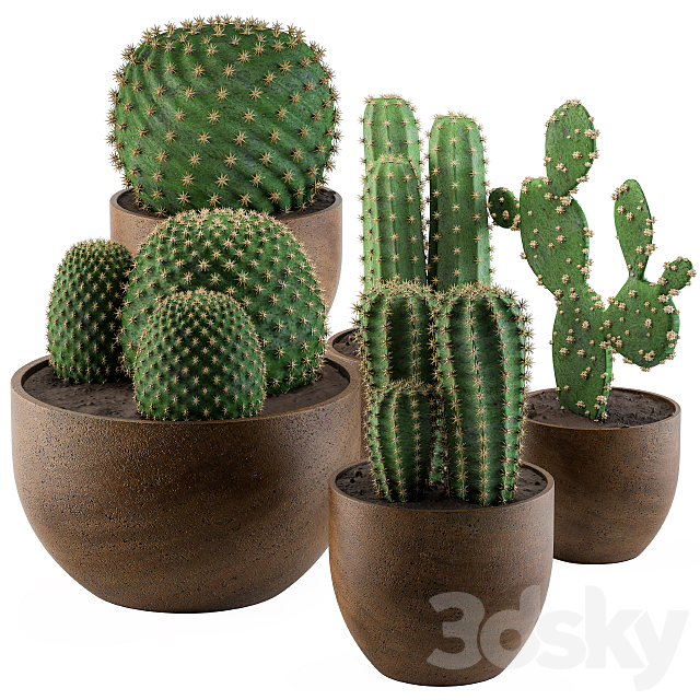 Cactus collection 02 3DSMax File - thumbnail 1