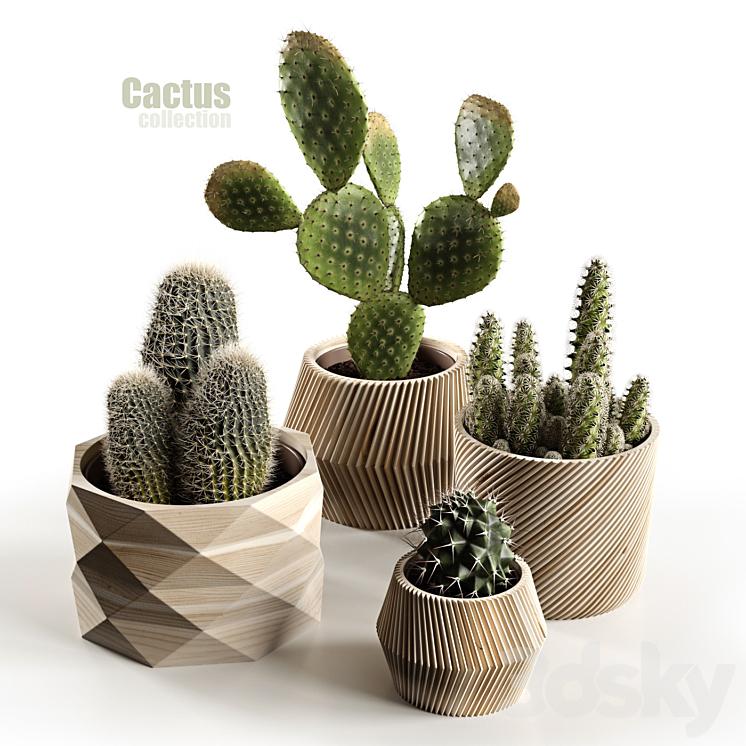 Cactus collection 3DS Max - thumbnail 1