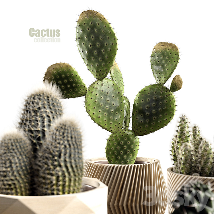 Cactus collection 3DS Max - thumbnail 2