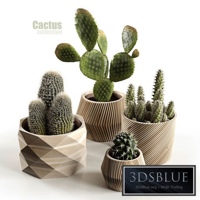 Cactus collection 3DS Max - thumbnail 3