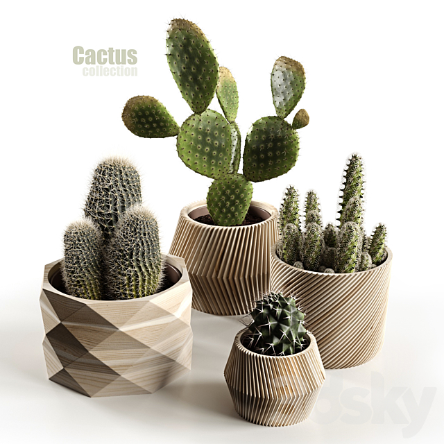 Cactus collection 3DSMax File - thumbnail 1