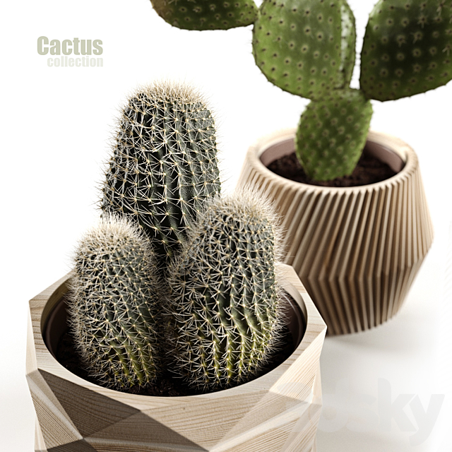 Cactus collection 3DSMax File - thumbnail 3