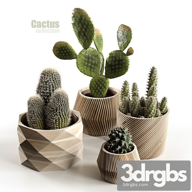 Cactus collection - thumbnail 1