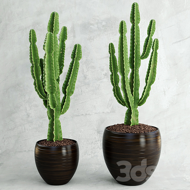 Cactus | Euphorbia ingens 3DSMax File - thumbnail 1