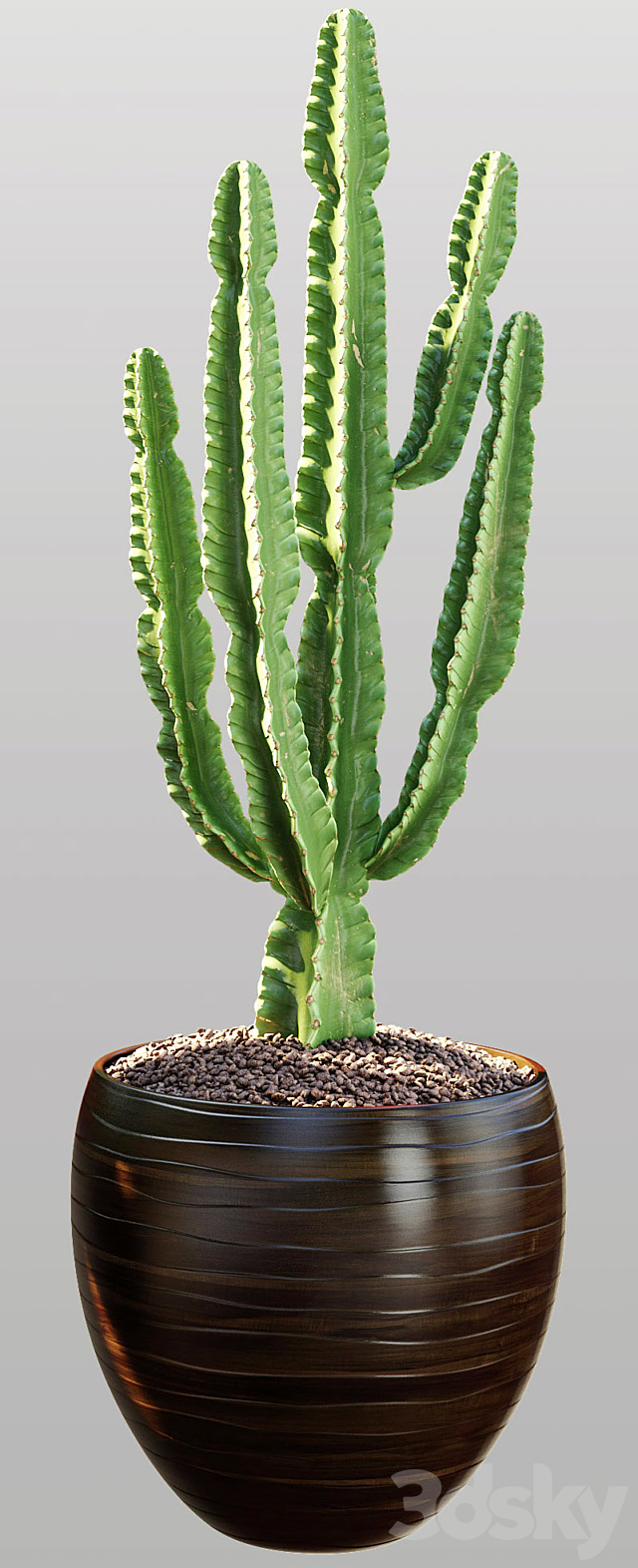 Cactus | Euphorbia ingens 3DSMax File - thumbnail 2