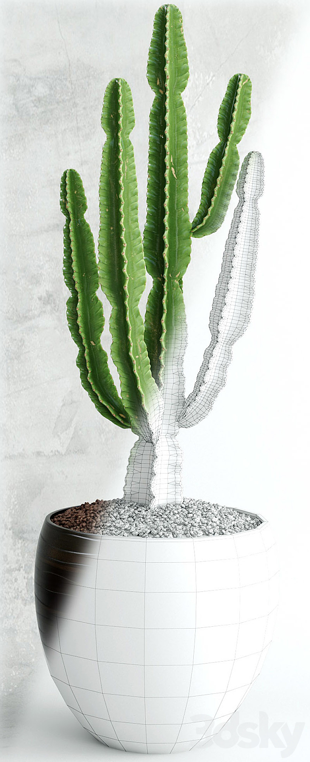 Cactus | Euphorbia ingens 3DSMax File - thumbnail 3