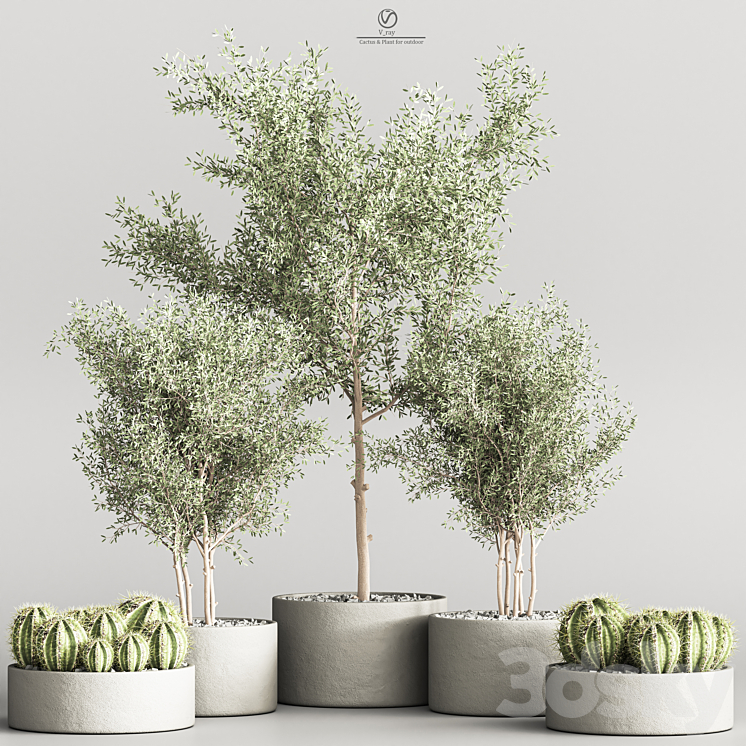 Cactus & Plant indoor vray 3DS Max Model - thumbnail 3