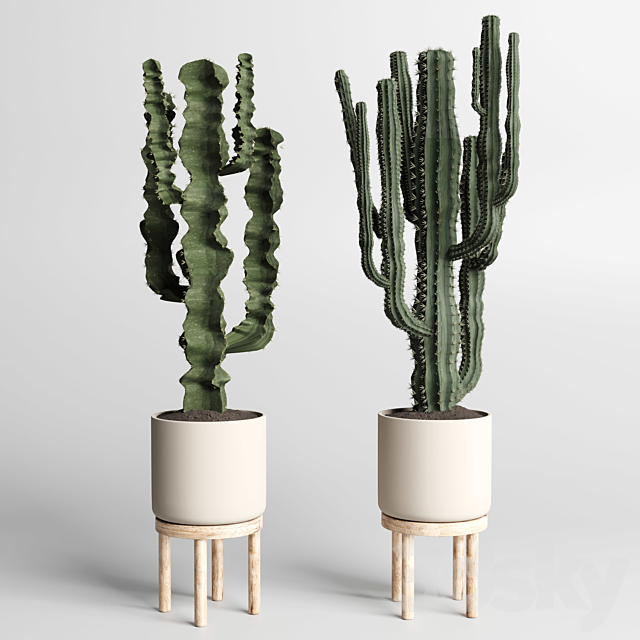 cactus pot collection indoor plant 186 wood vase 3DSMax File - thumbnail 2