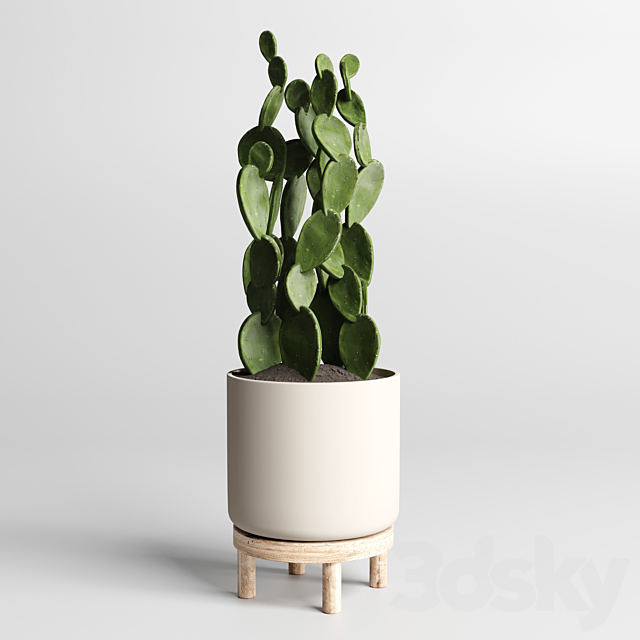 cactus pot collection indoor plant 186 wood vase 3DSMax File - thumbnail 4